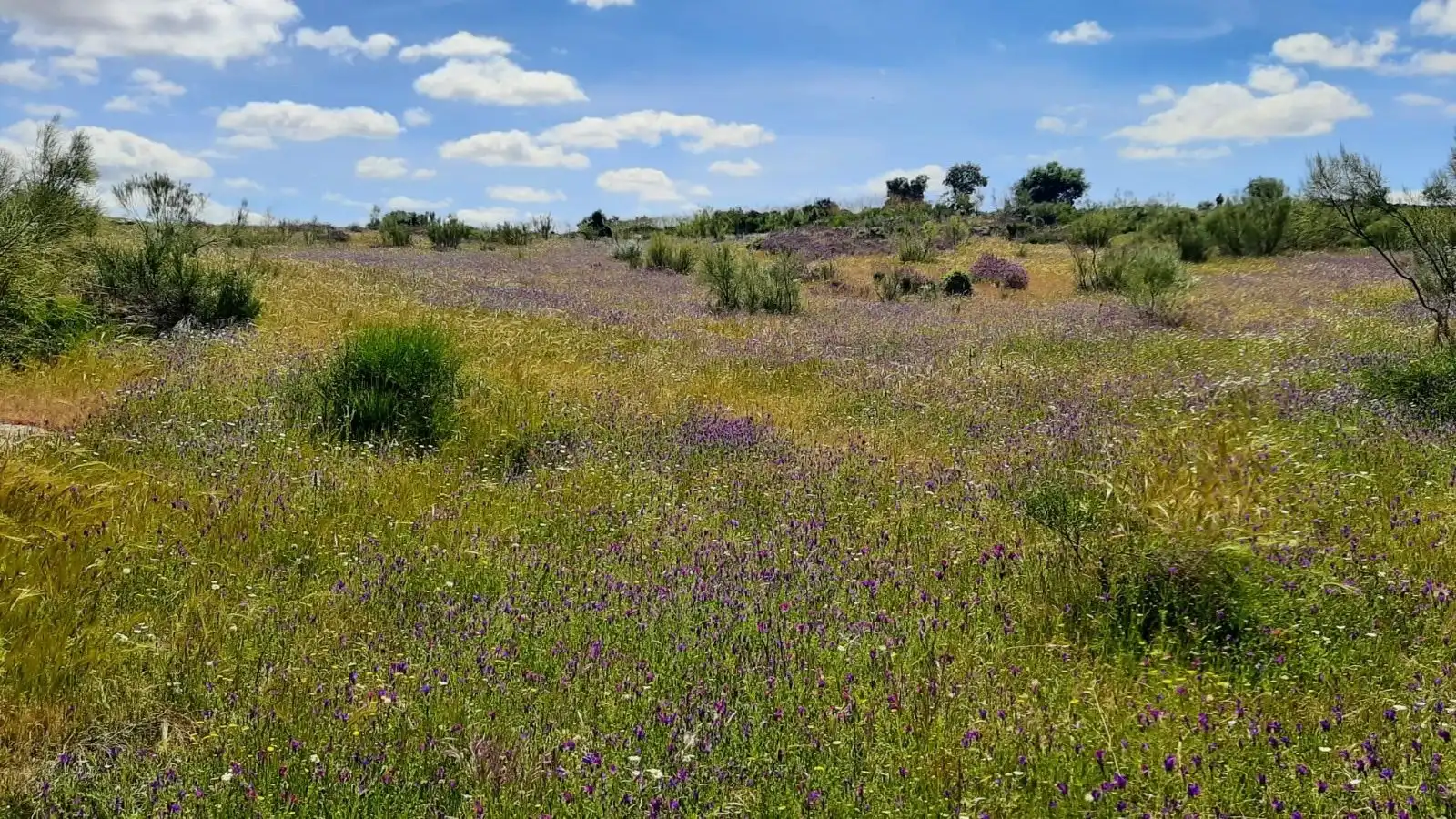 Terreni e lotti in vendita a Villar del Pedroso, imagen 20