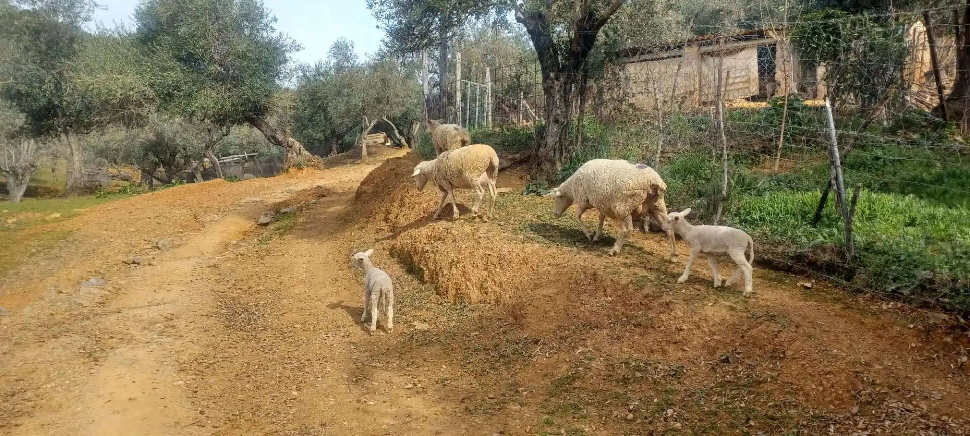 Terreni e lotti in vendita a Constantina, imagen 30