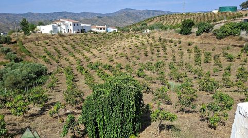 Foto 5 de Finca rústica en venda a Carretera Almachar-velez (triana) (triana-zorrilla, Norte - Barrio del Pilar - El Reñidero, Vélez-Málaga