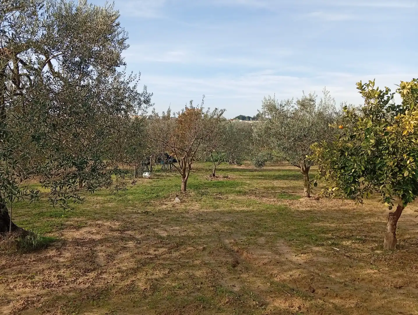Terreni e lotti in vendita a Villanueva del Ariscal, imagen 6
