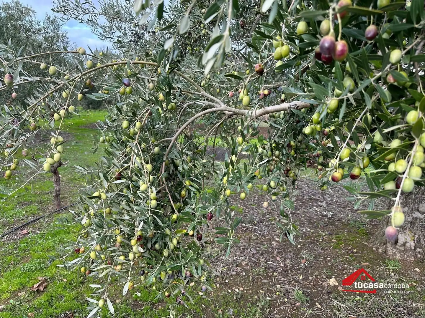 Terreno rustico in vendita a Villanueva del Rey, imagen 32