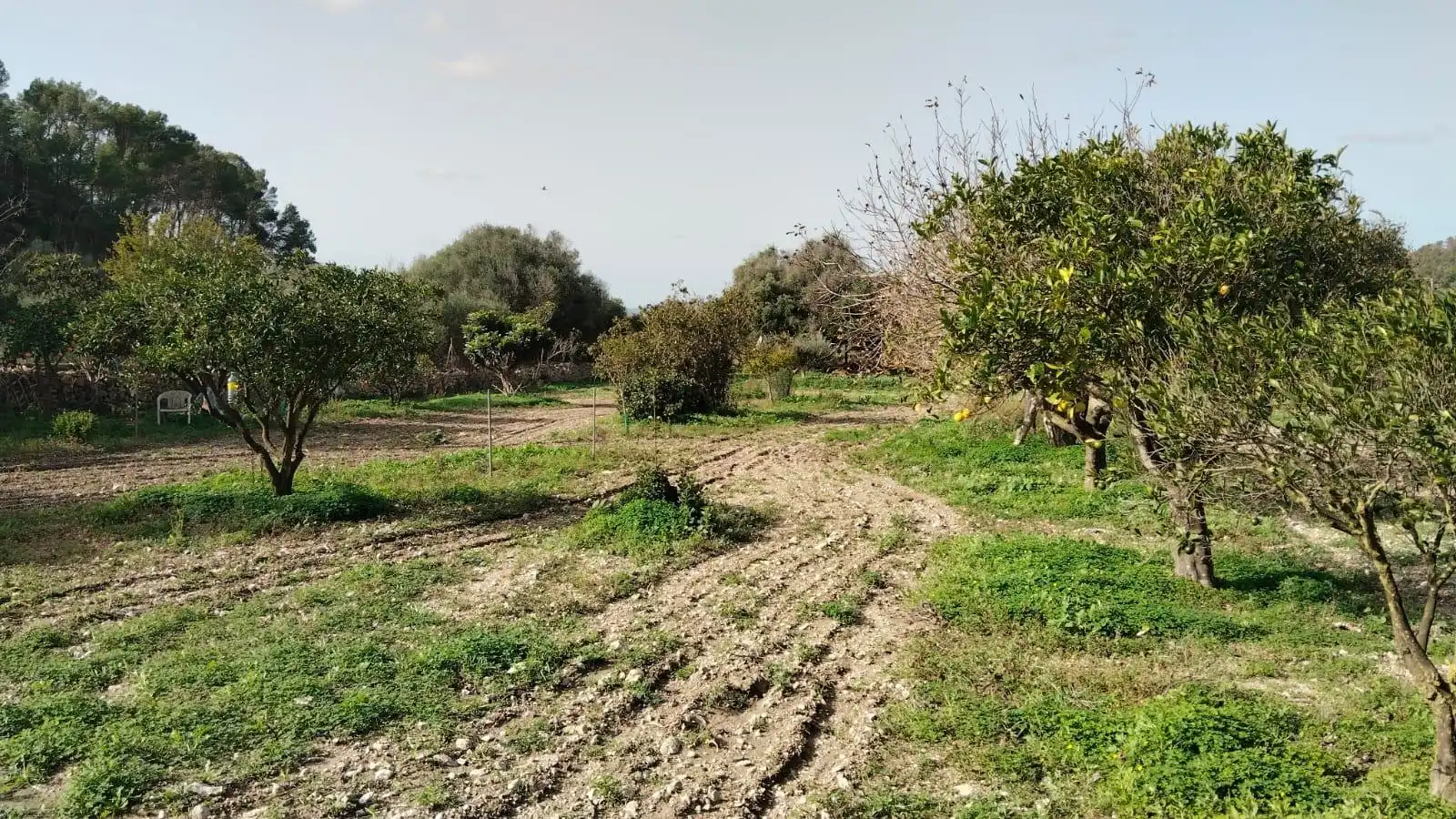 Casa o chalet en venta en Felanitx
