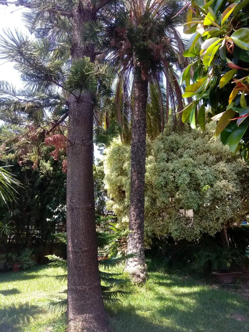 Jardín de Casa o chalet en venta en Torrent con Aire acondicionado, Jardín privado y Terraza