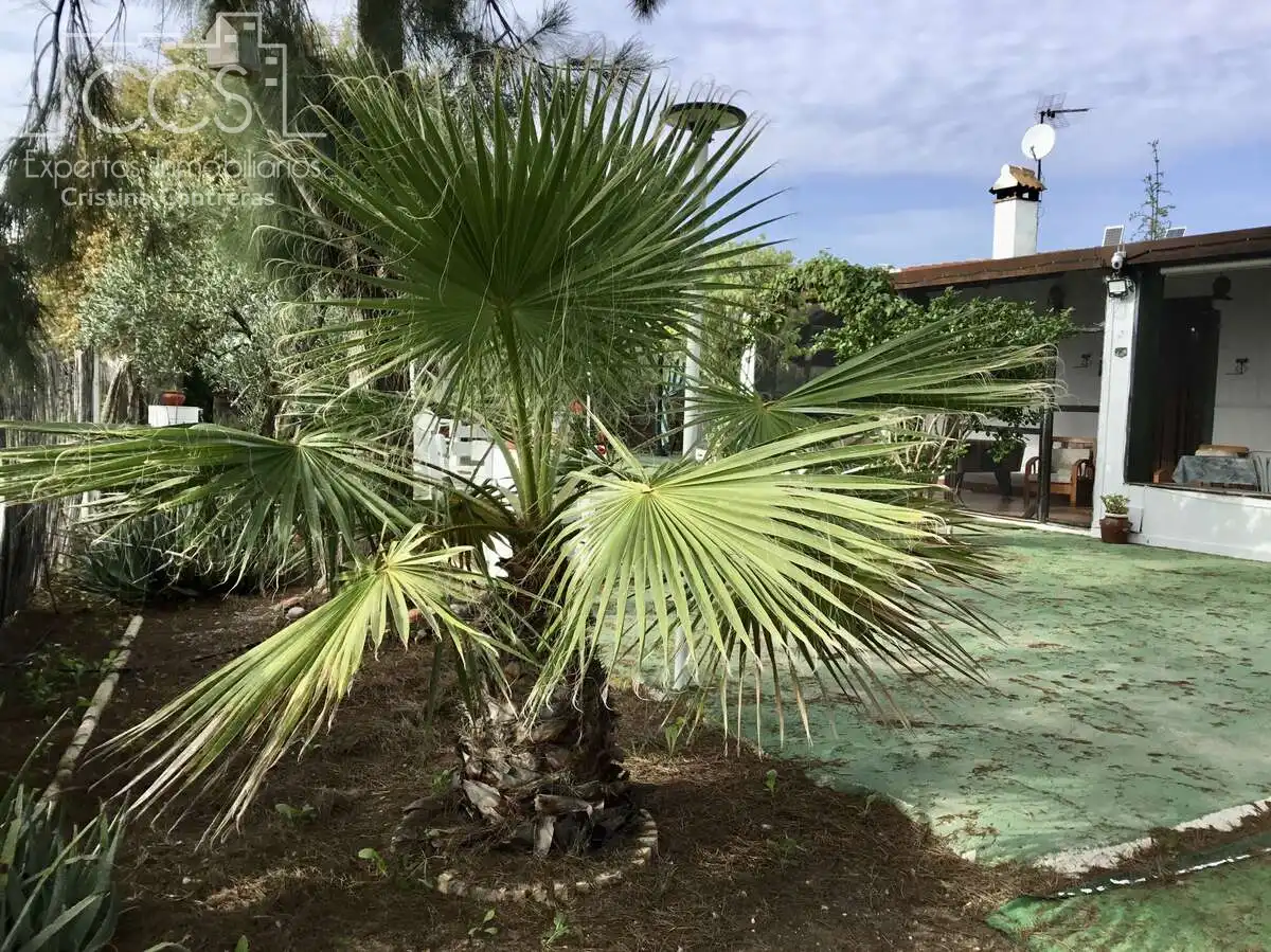 Country house with pool for sale in Almonte ciudad, imagen 14