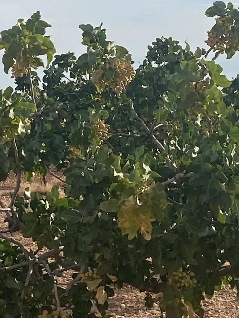 Jardín de Terreno en venta en Tomelloso