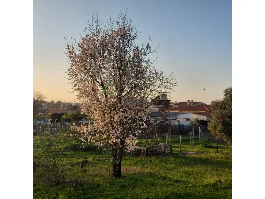 Jardí de Casa o xalet en venda en Badajoz amb Aire condicionat, Jardí privat i Piscina