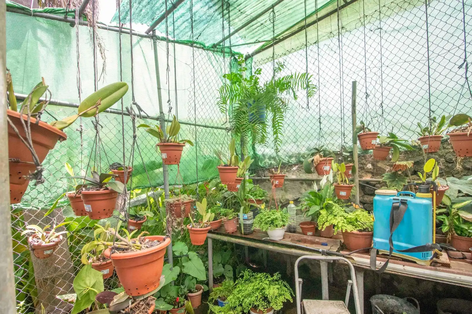 Jardí de Casa o xalet en venda en Icod de los Vinos amb Jardí privat, Terrassa i Traster