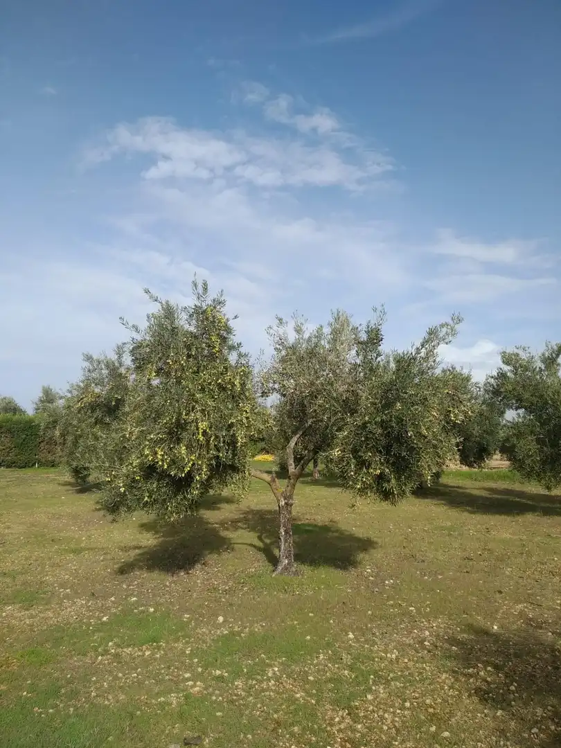 Jardí de Casa o xalet en venda en Villamayor de Calatrava amb Jardí privat, Traster i Piscina