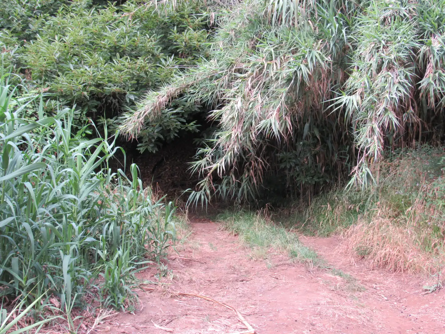 Land for sale in Moya (Las Palmas)