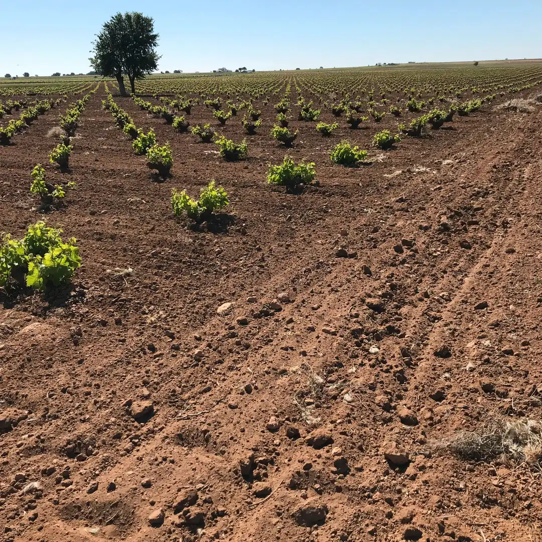 Terrenys i solars en venda a Mota del Cuervo, imagen 19