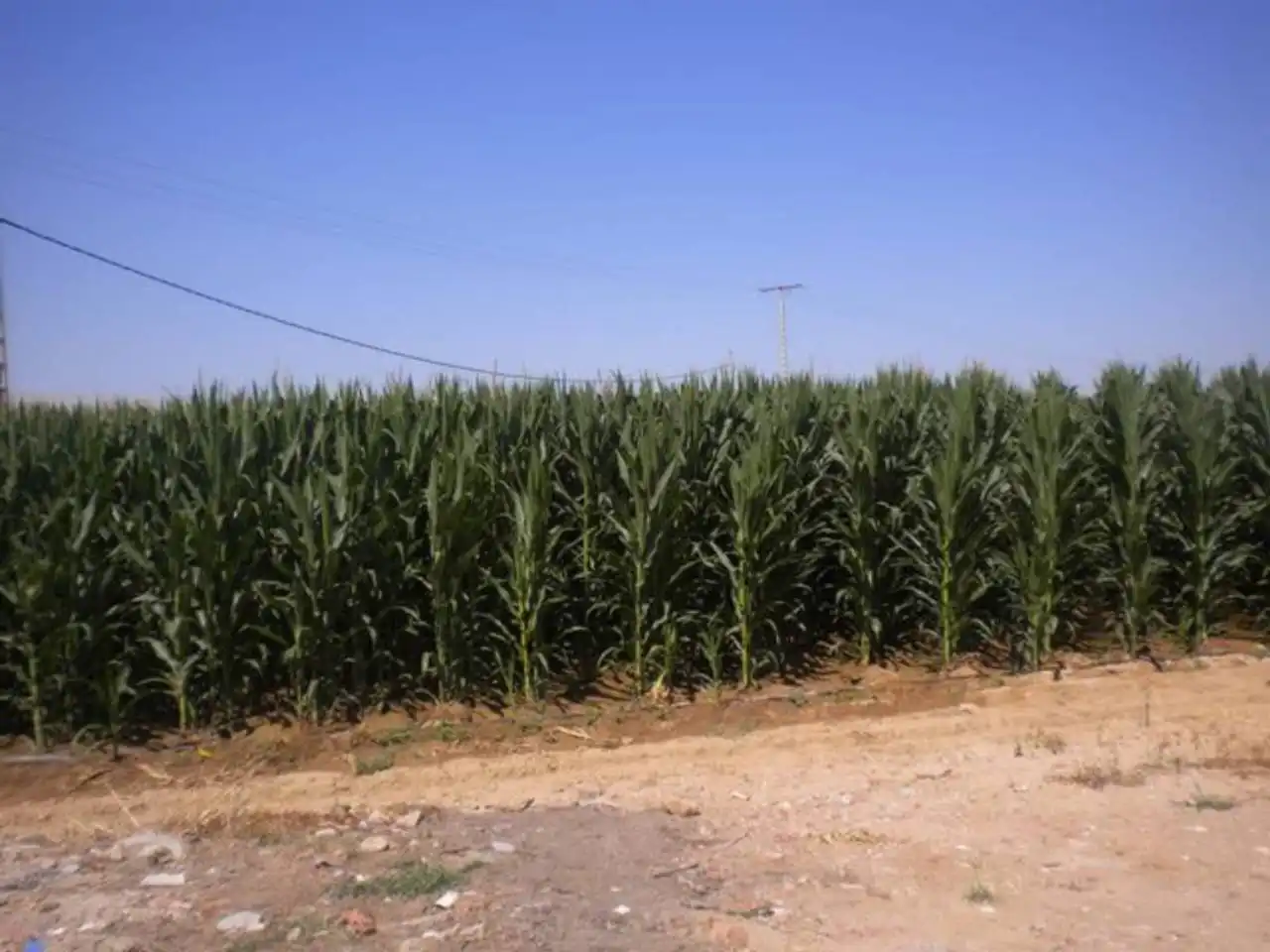 Terreny residencial en venda a Camino DE LA JUNTA