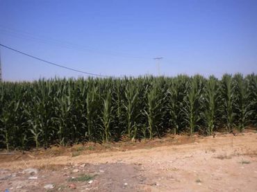 Terreny residencial en venda a Camino DE LA JUNTA