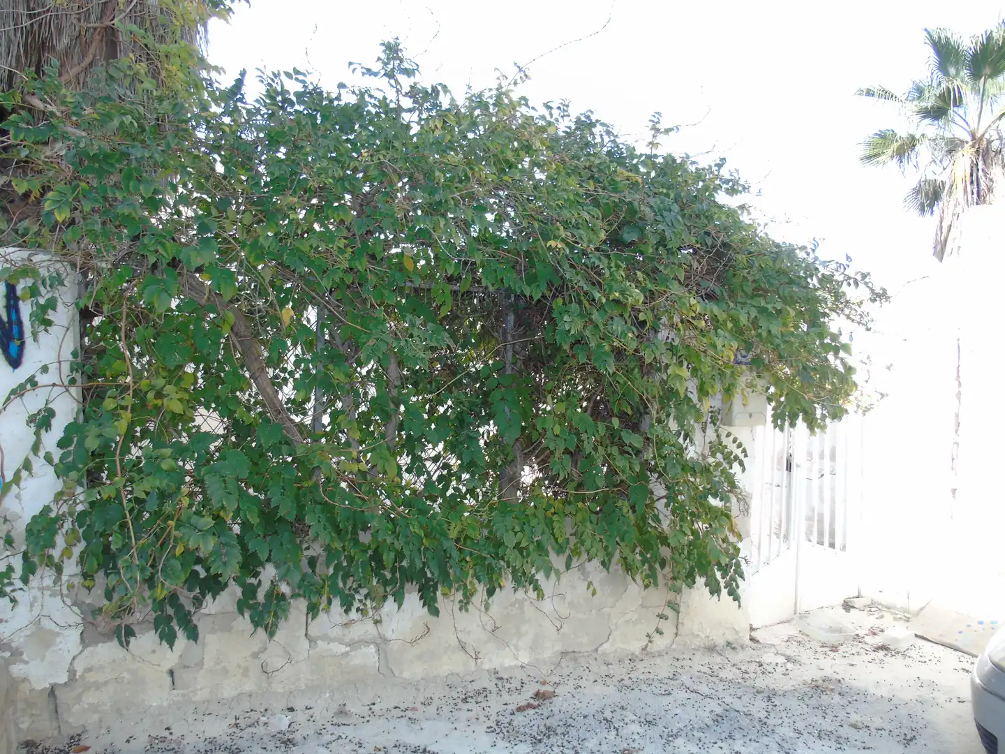 Garden of Residential for sale in Lorquí