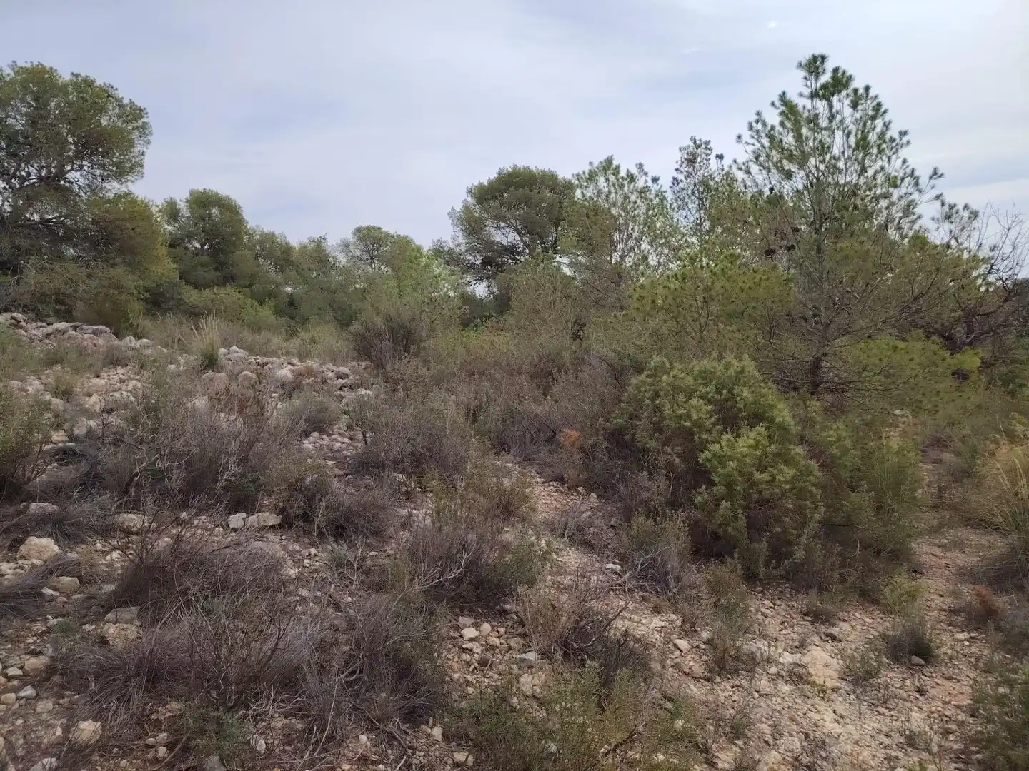 Terreny rústic en venda a Santa Bárbara, imagen 6