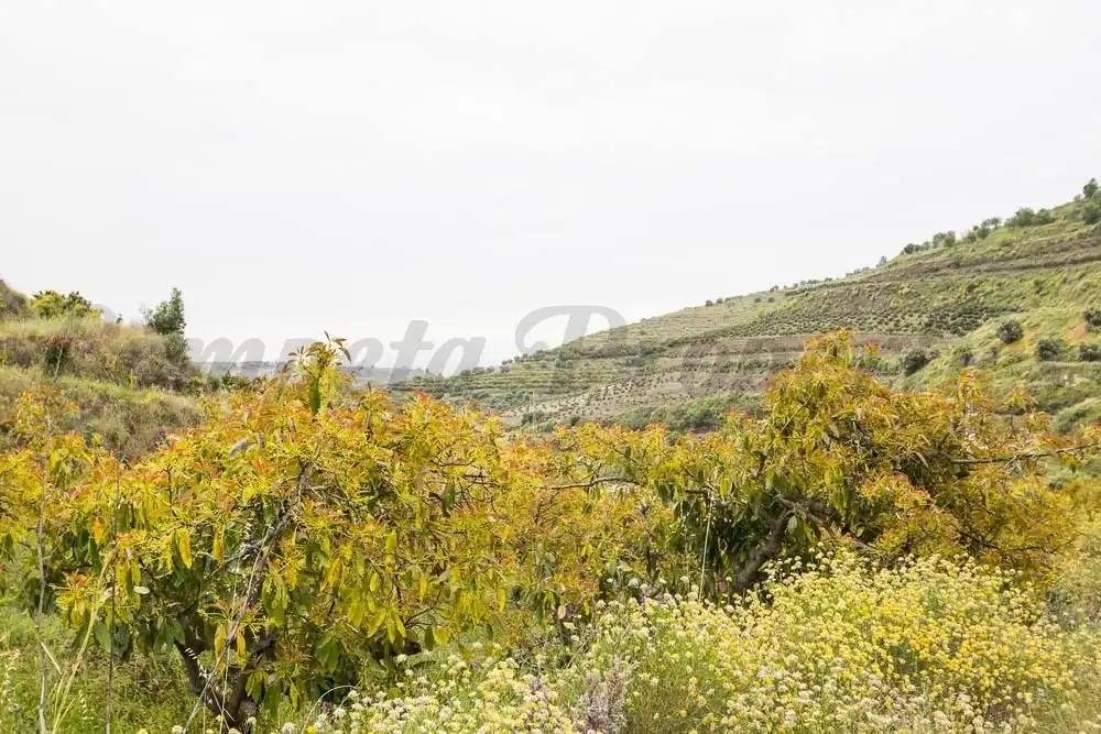 Rustikales Grundstück zum Verkauf in Torrox Pueblo, imagen 3