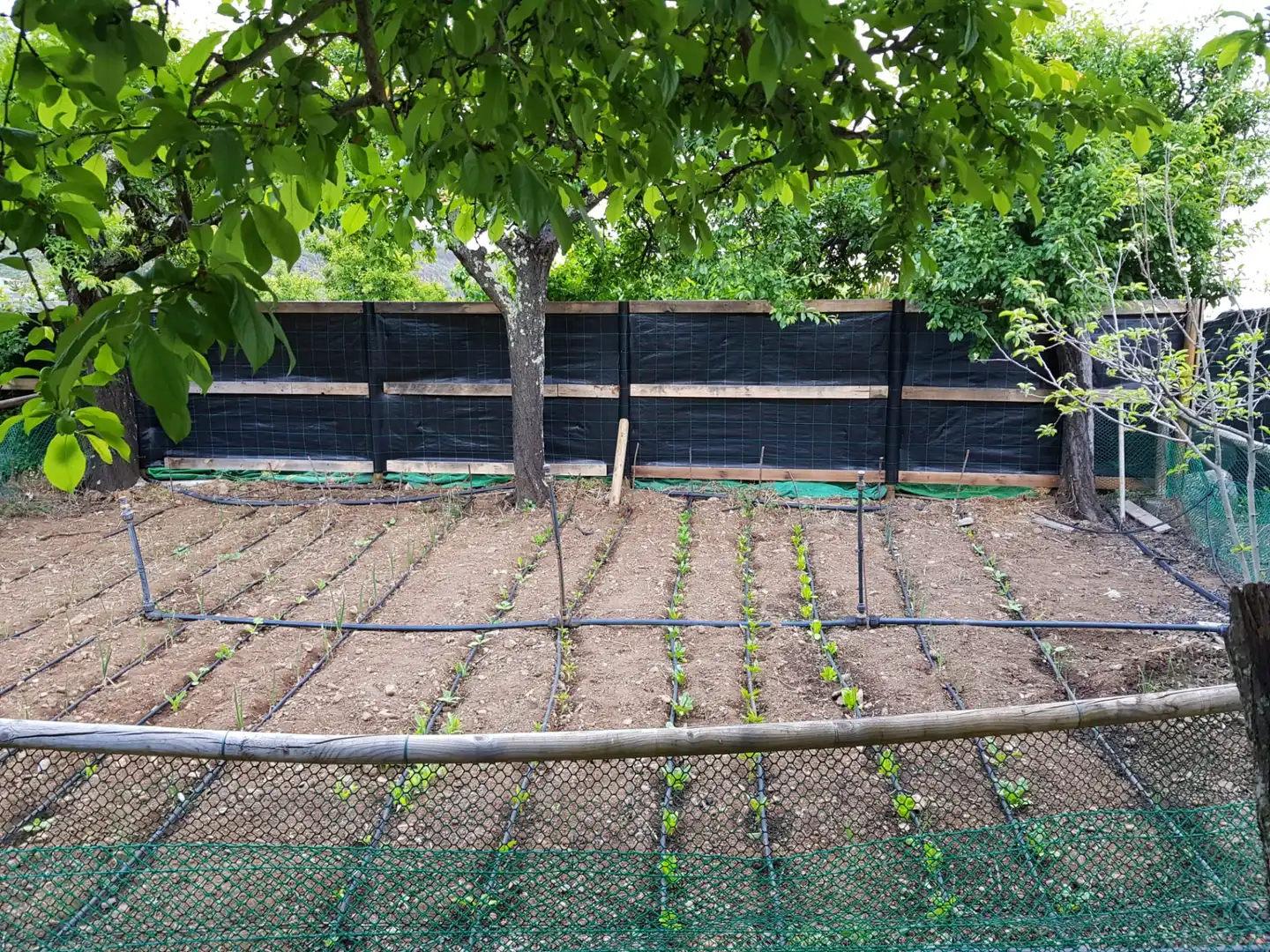 Jardí de Casa o xalet en venda en Valsequillo de Gran Canaria amb Jardí privat, Terrassa i Traster