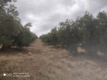 Terreno rustico in vendita a Calle TERMINO DE LUQUE