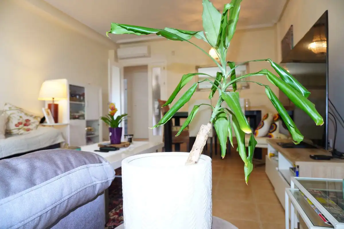 Terraced house with terrace for sale in Hipódromo - Cerrado del Águila, imagen 7