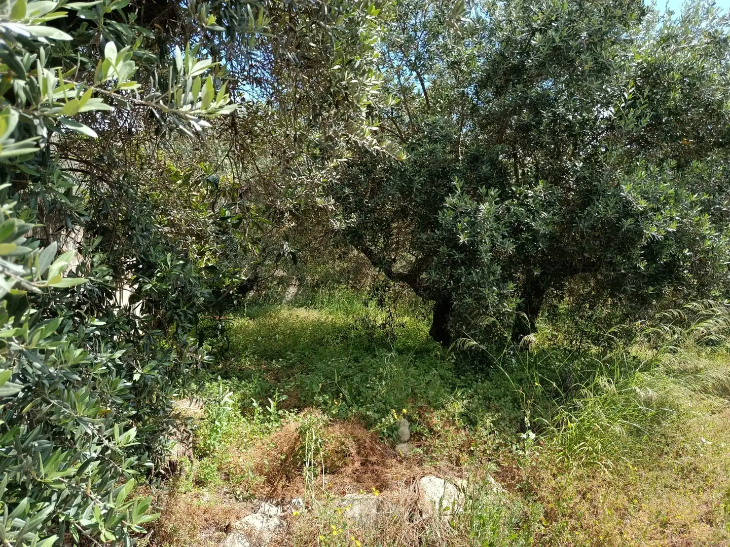 Haus oder Chalet zum Verkauf in Calle el Río, Priego de Córdoba