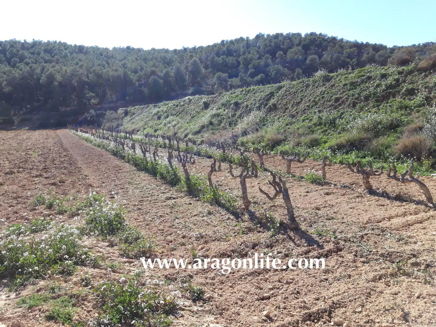 Finca rústica en venta en Nonaspe