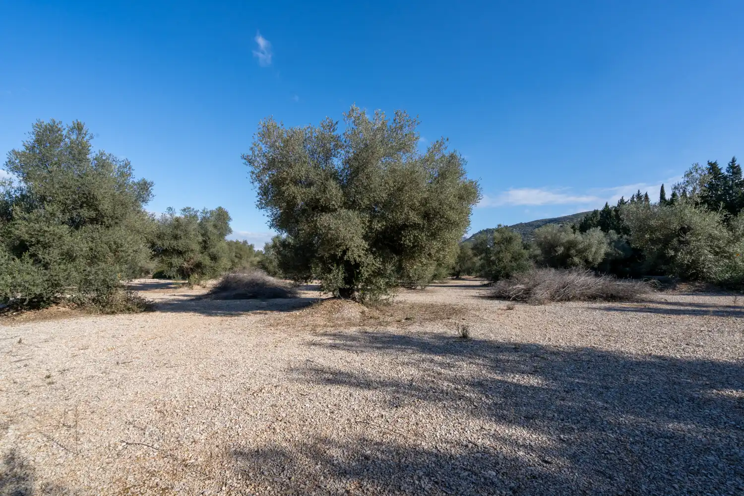 Rustikales Grundstück zum Verkauf in Ulldecona, imagen 2
