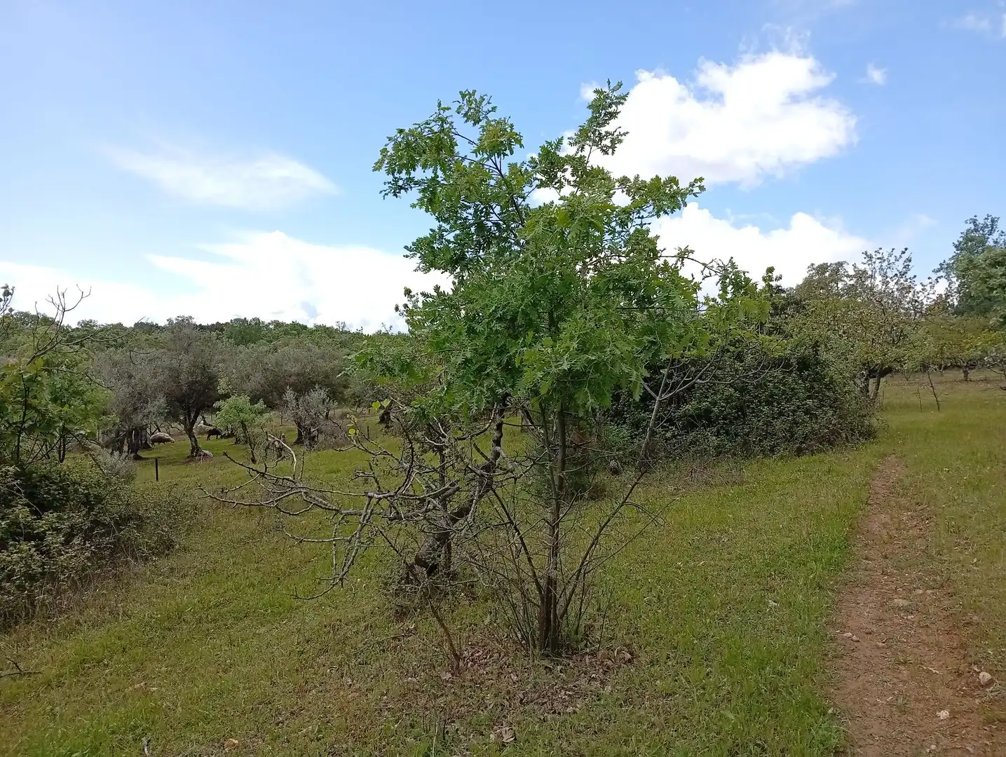 Terreni e lotti in vendita a Villanueva de la Vera, imagen 18