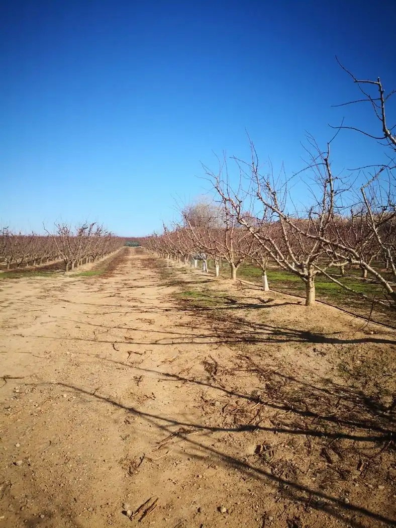 Rural land for sale in Carrer Fraga 36, imagen 5