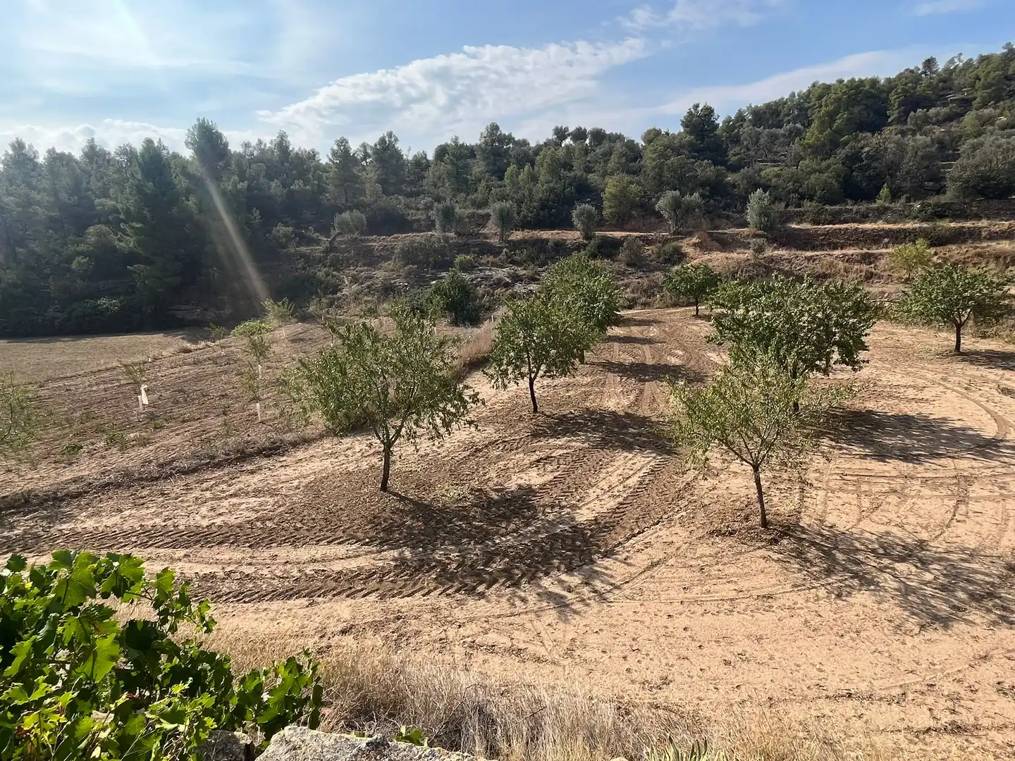 Terreno en venta en Valjunquera