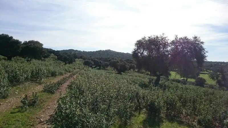 Land for sale in Salorino
