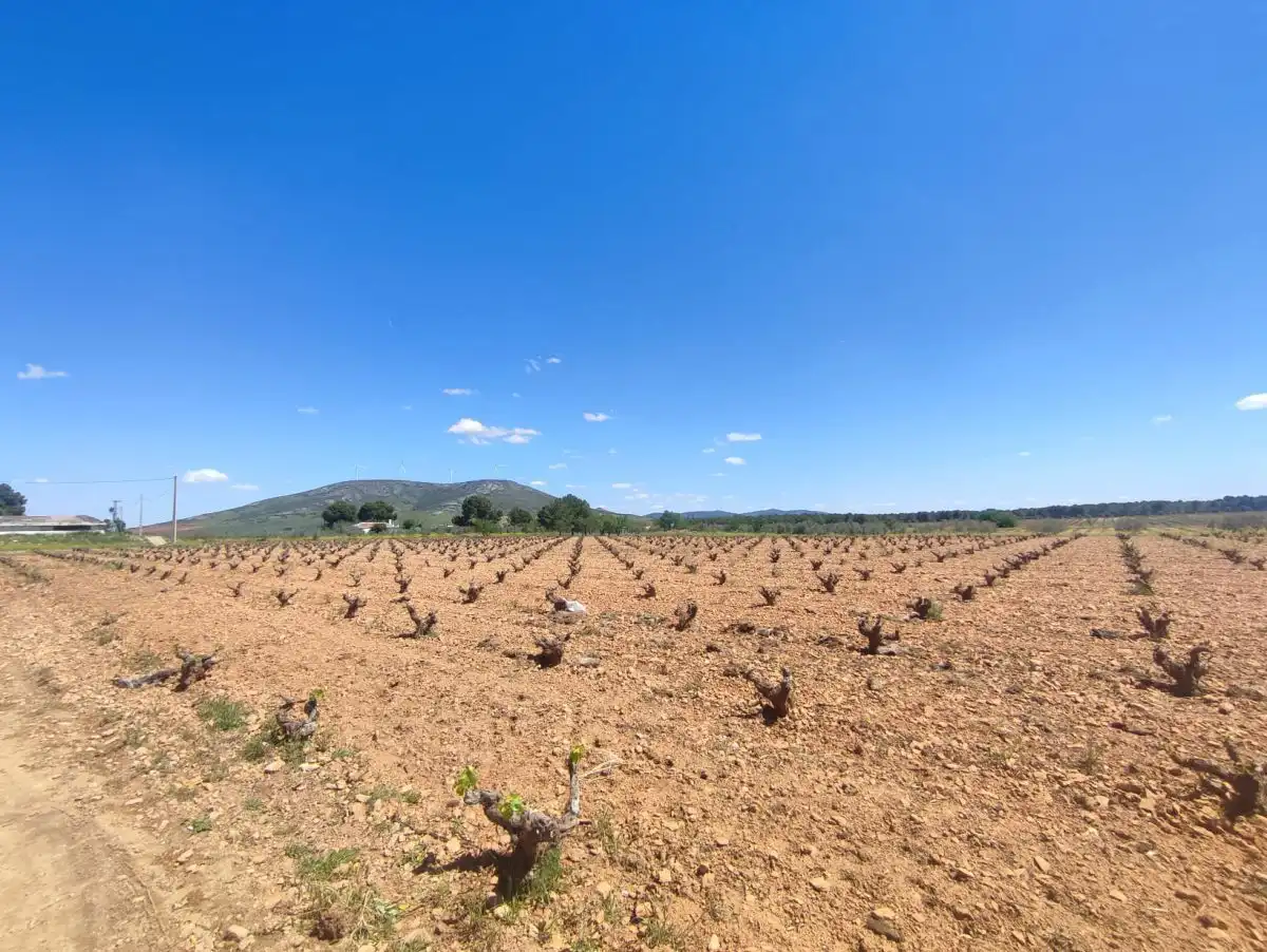 Rural land for sale in Valdepeñas, imagen 4