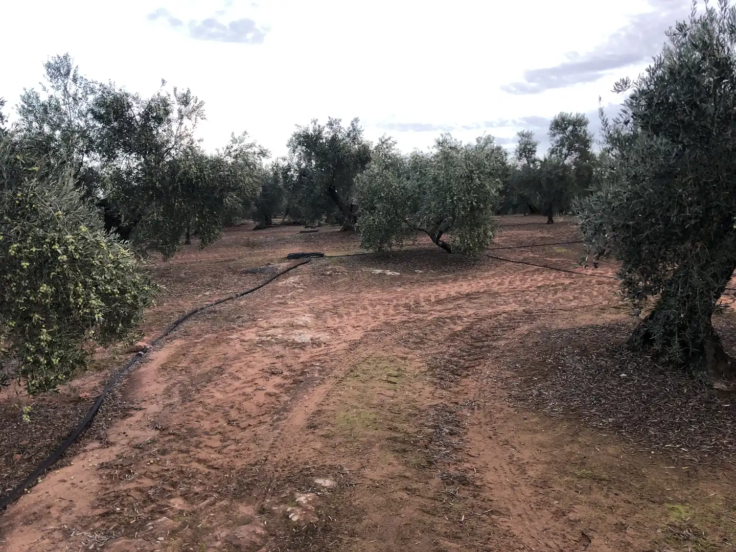 Rustikales Grundstück zum Verkauf in Montoro, imagen 7
