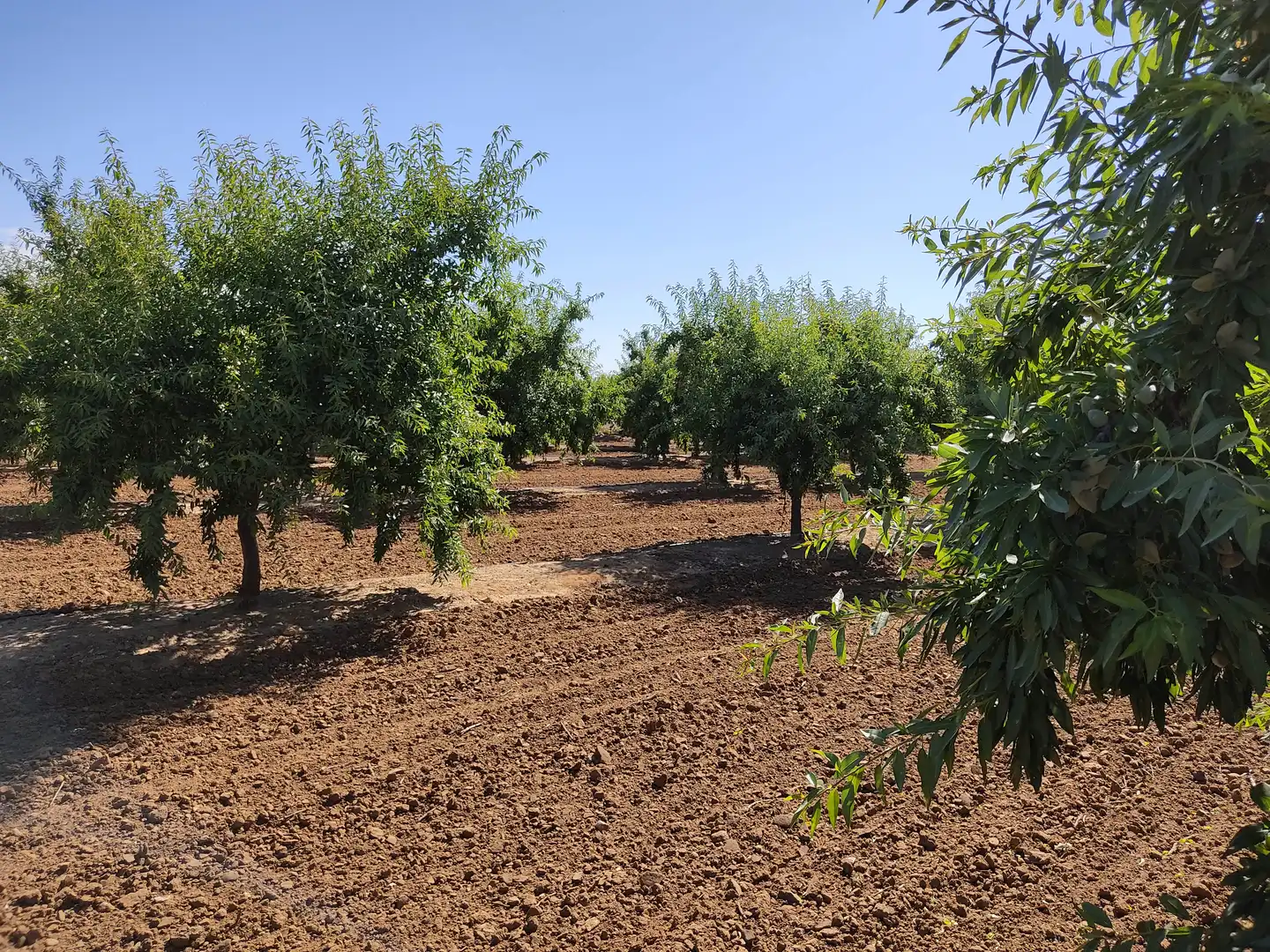Land for sale in Utrera