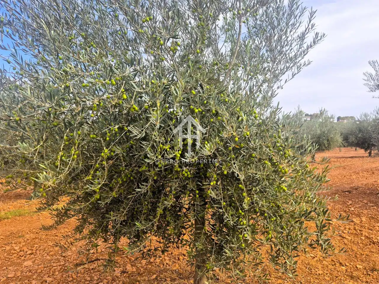 Rural land for sale in Moraleda de Zafayona, imagen 14