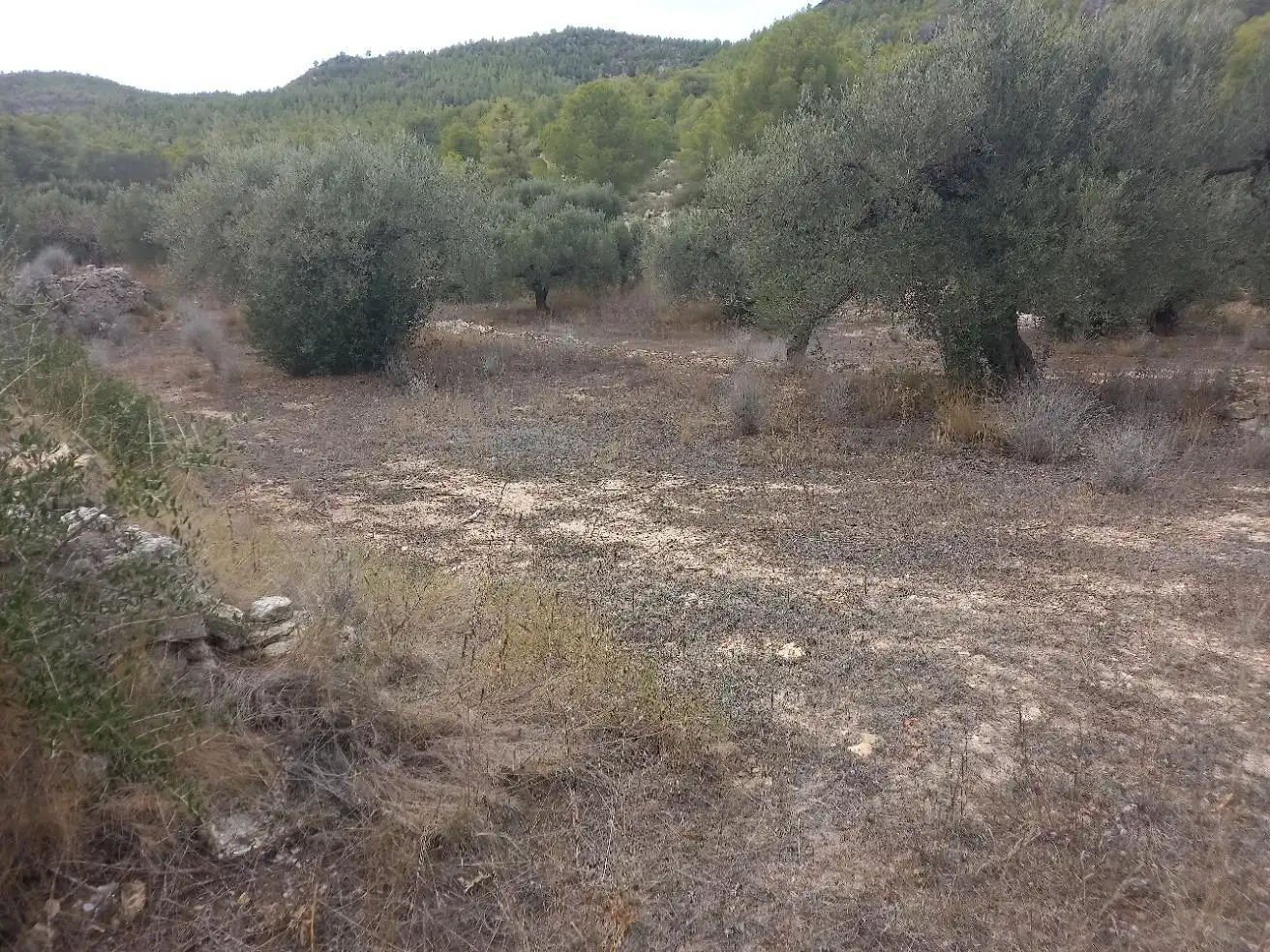 Rural land for sale in Benissanet, imagen 7