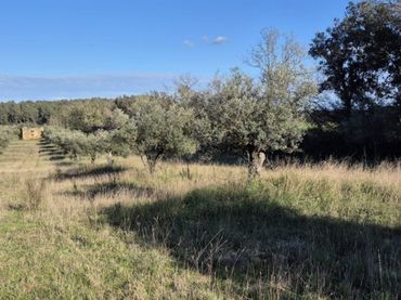 Terreny residencial en venda a Ullastret