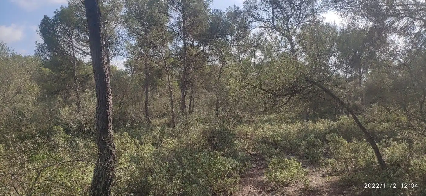 Terrain résidentiel à vendre à Algaida, imagen 5