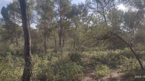 Finca de pinar no edificable, imatge 5