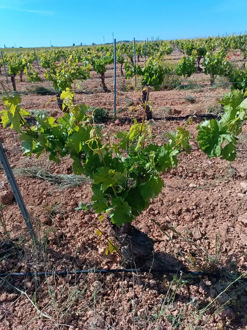Rural land for sale in Valdepeñas, imagen 2