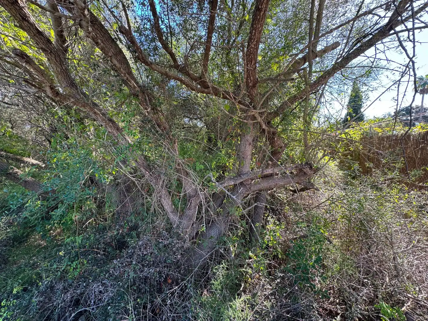 Wohnbaugrundstück zum Verkauf in Sa Pobla, imagen 9