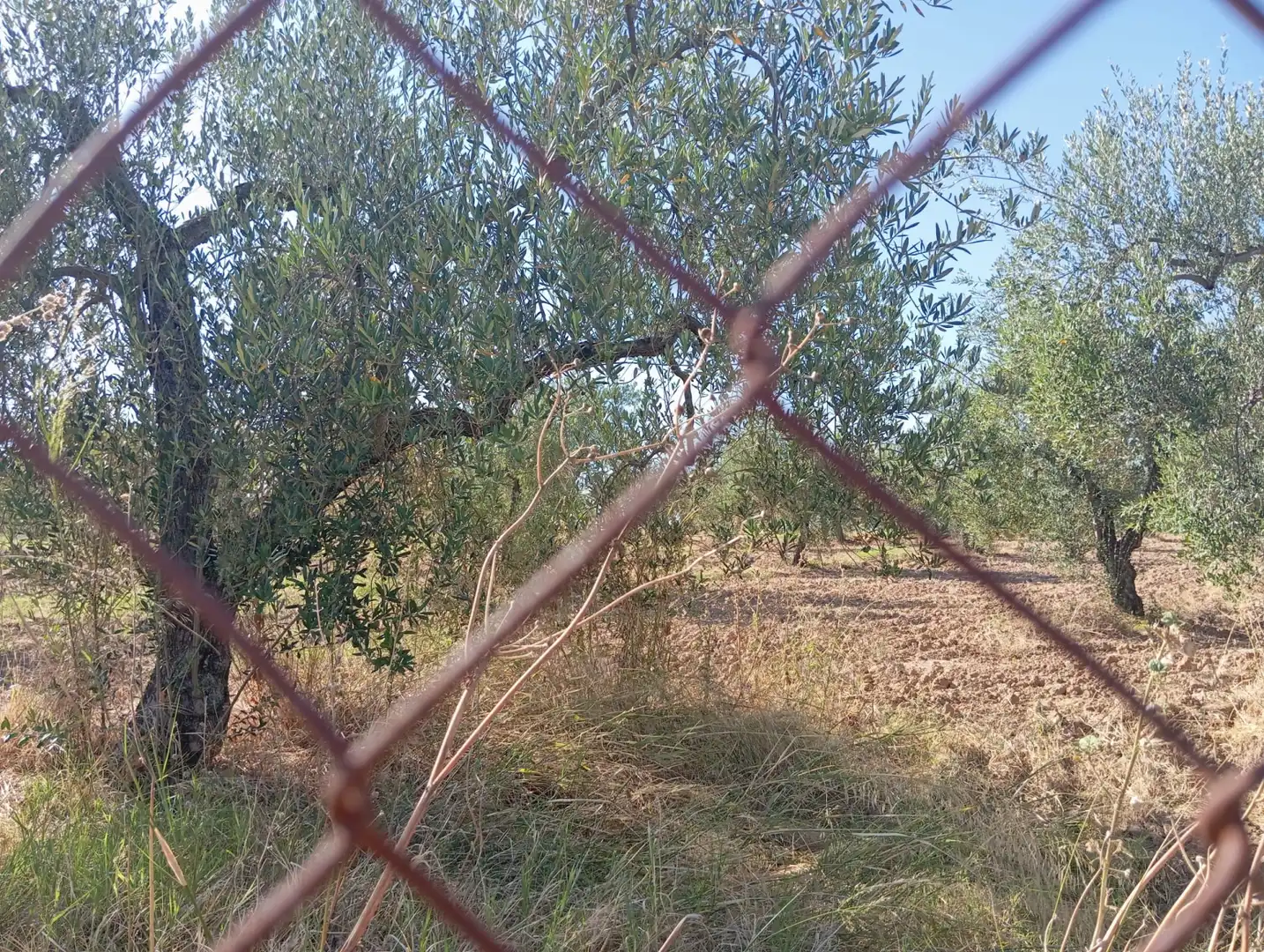 Terreny rústic en venda a Ramal de Espartinas, imagen 5