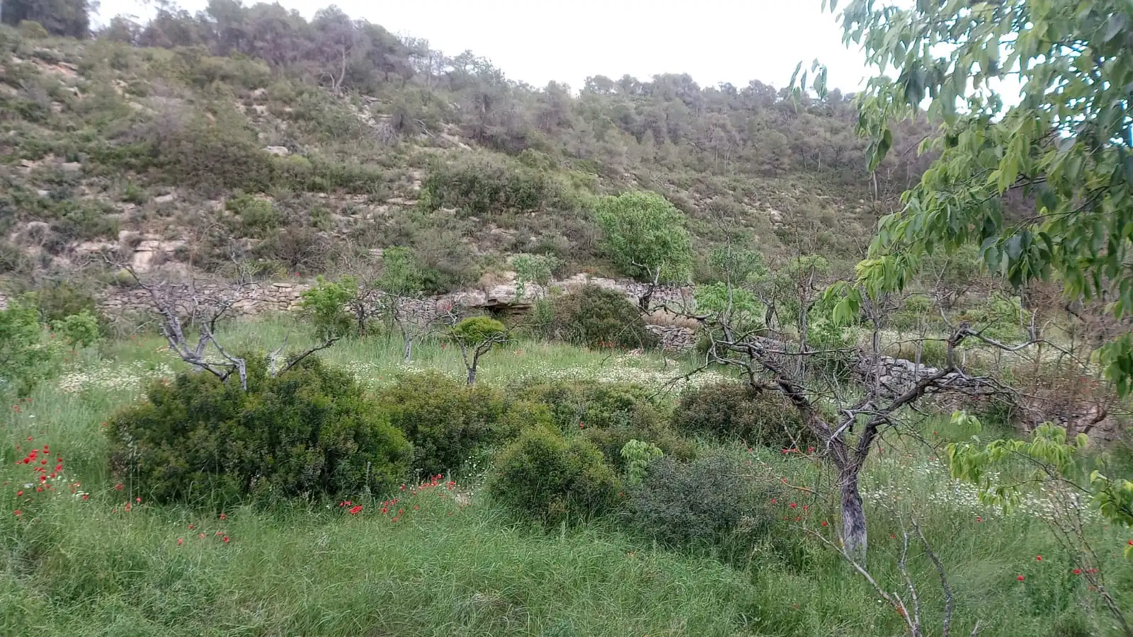 Finca rústica en venta en Vilalba dels Arcs