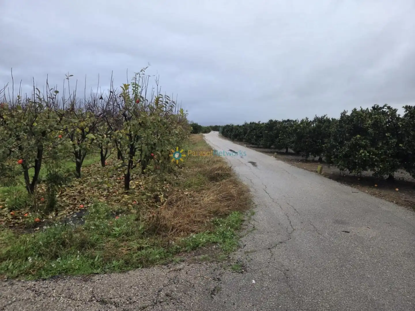 Rural land for sale in Senyera, imagen 5