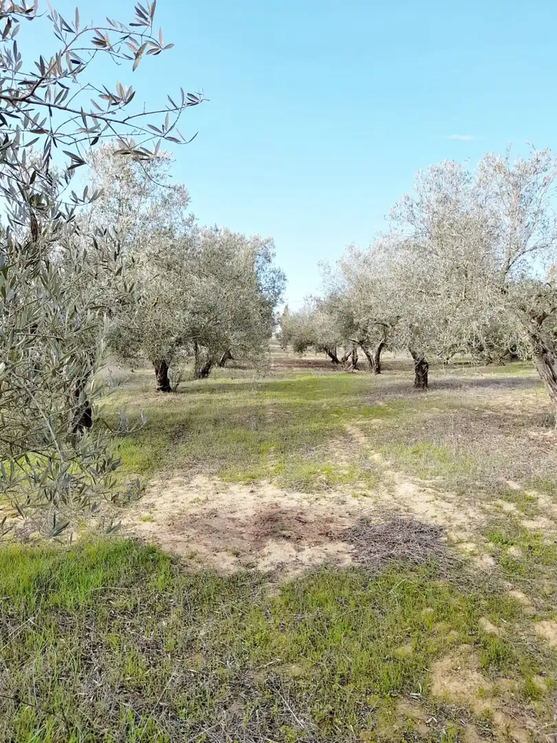 Terreni e lotti in vendita a El Retiro - Parque Atlántico - Ronda este, imagen 10