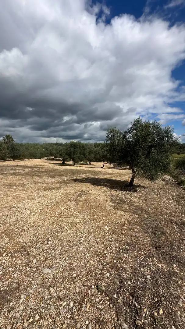 Terrain rustique à vendre à Sant Mateu, imagen 3