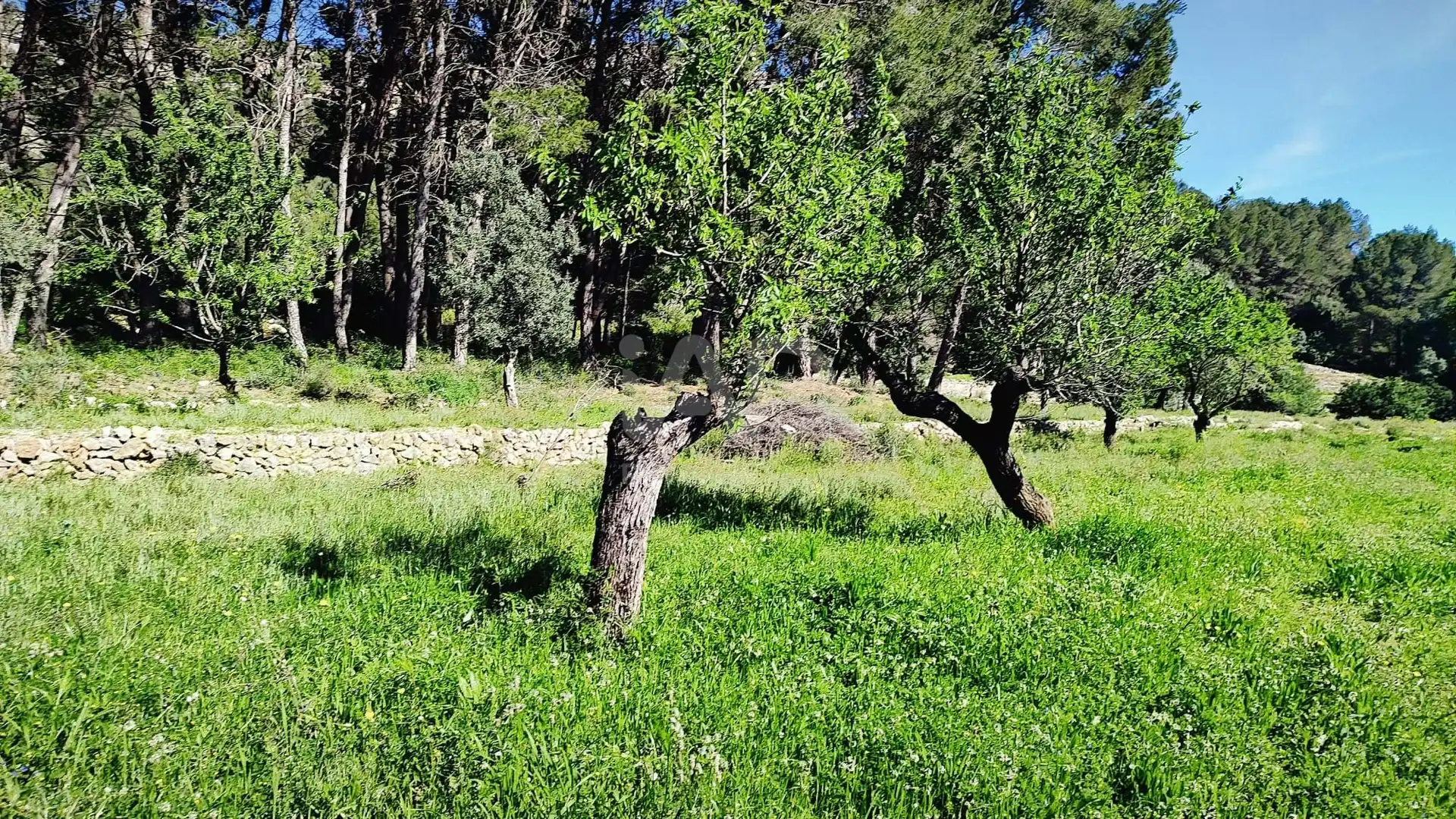 Residential for sale in Murla
