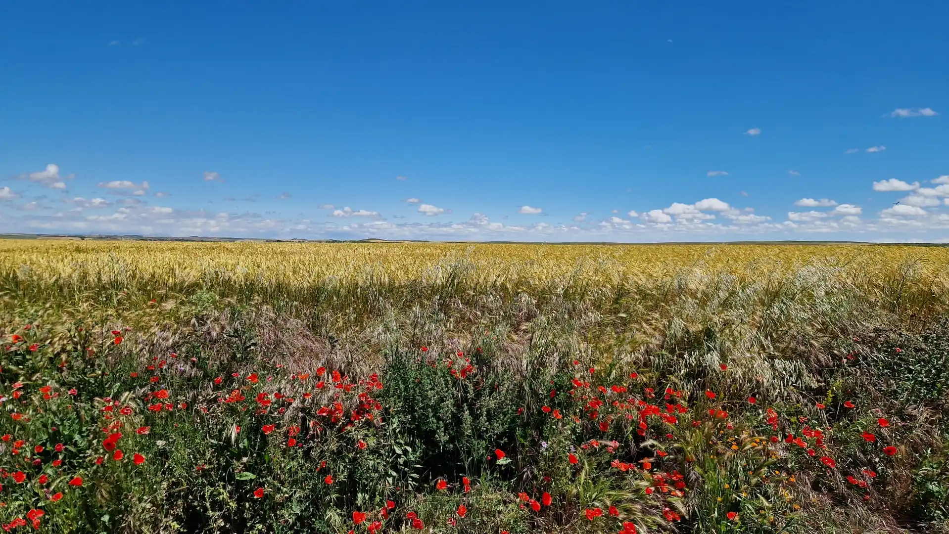 Vista exterior de Casa o chalet en venta en Carrión de los Condes con Calefacción, Jardín privado y Terraza