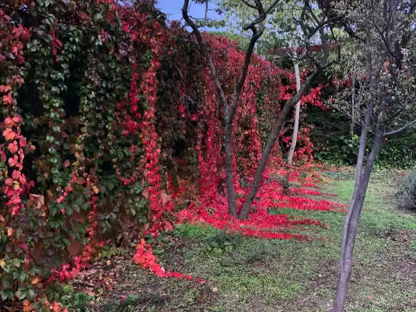 Jardín de Casa o chalet en venta en Valdemorillo con Aire acondicionado