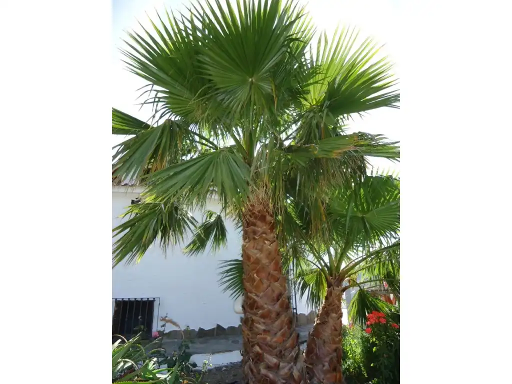 Chalet en venta en Torrox Pueblo, imagen 50