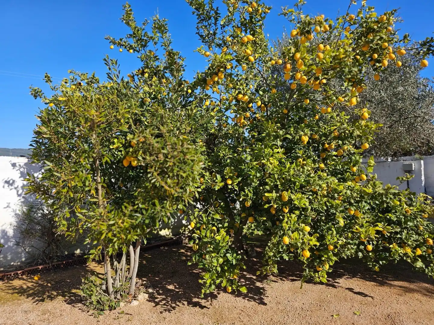 Garden of Houses for sale in Córdoba  with Air Conditioner, Private garden and Terrace