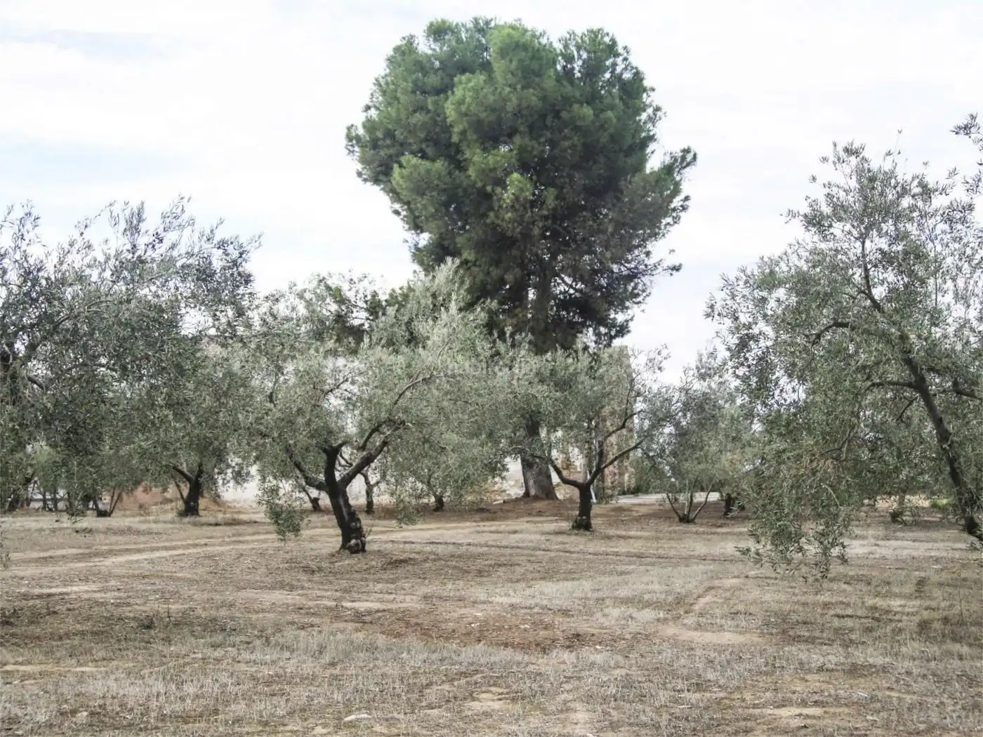 House for sale in Carretera Montilla-Cabra 28, imagen 4